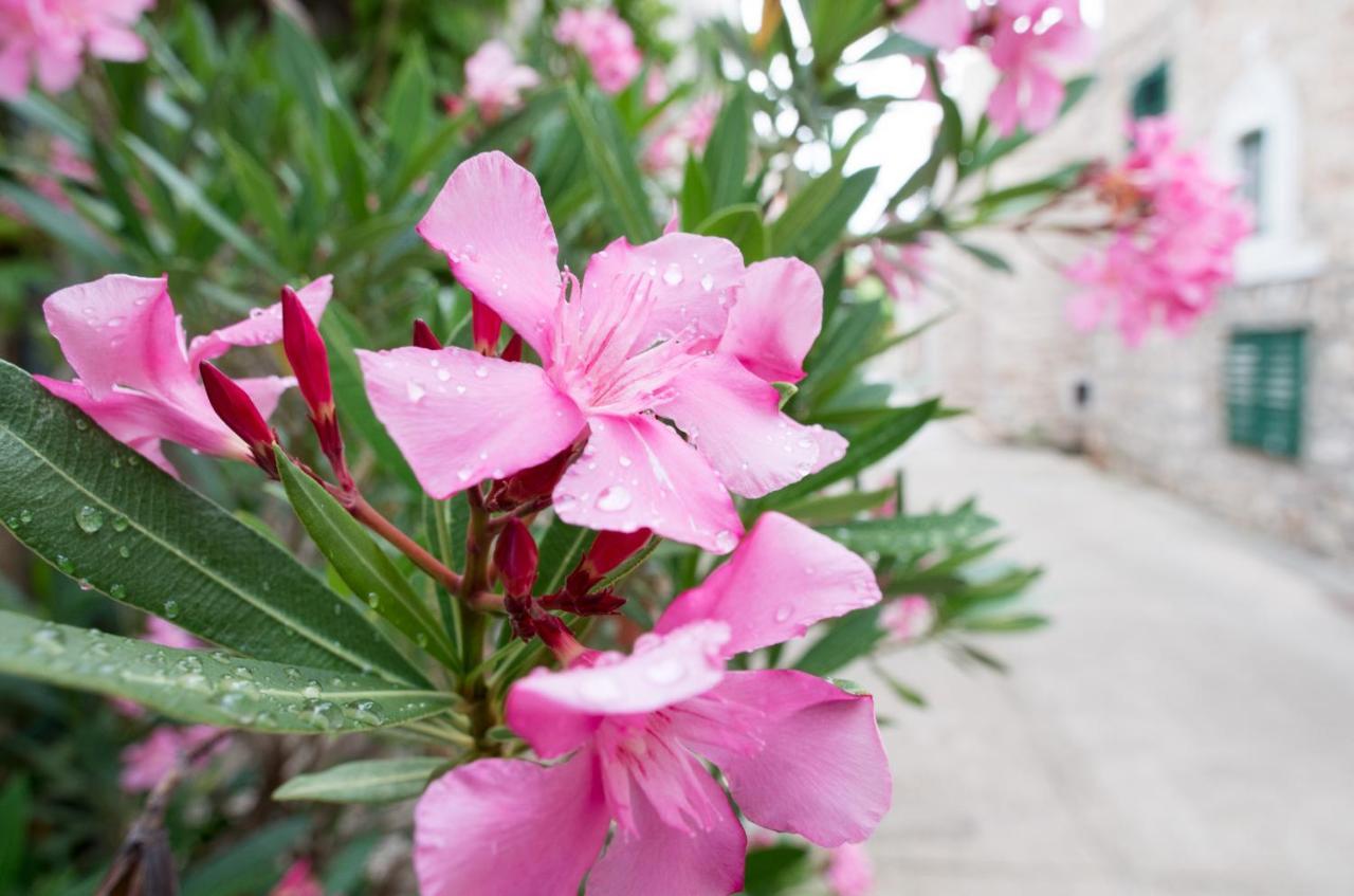 Apartment Milica Garden Prvic Sepurine