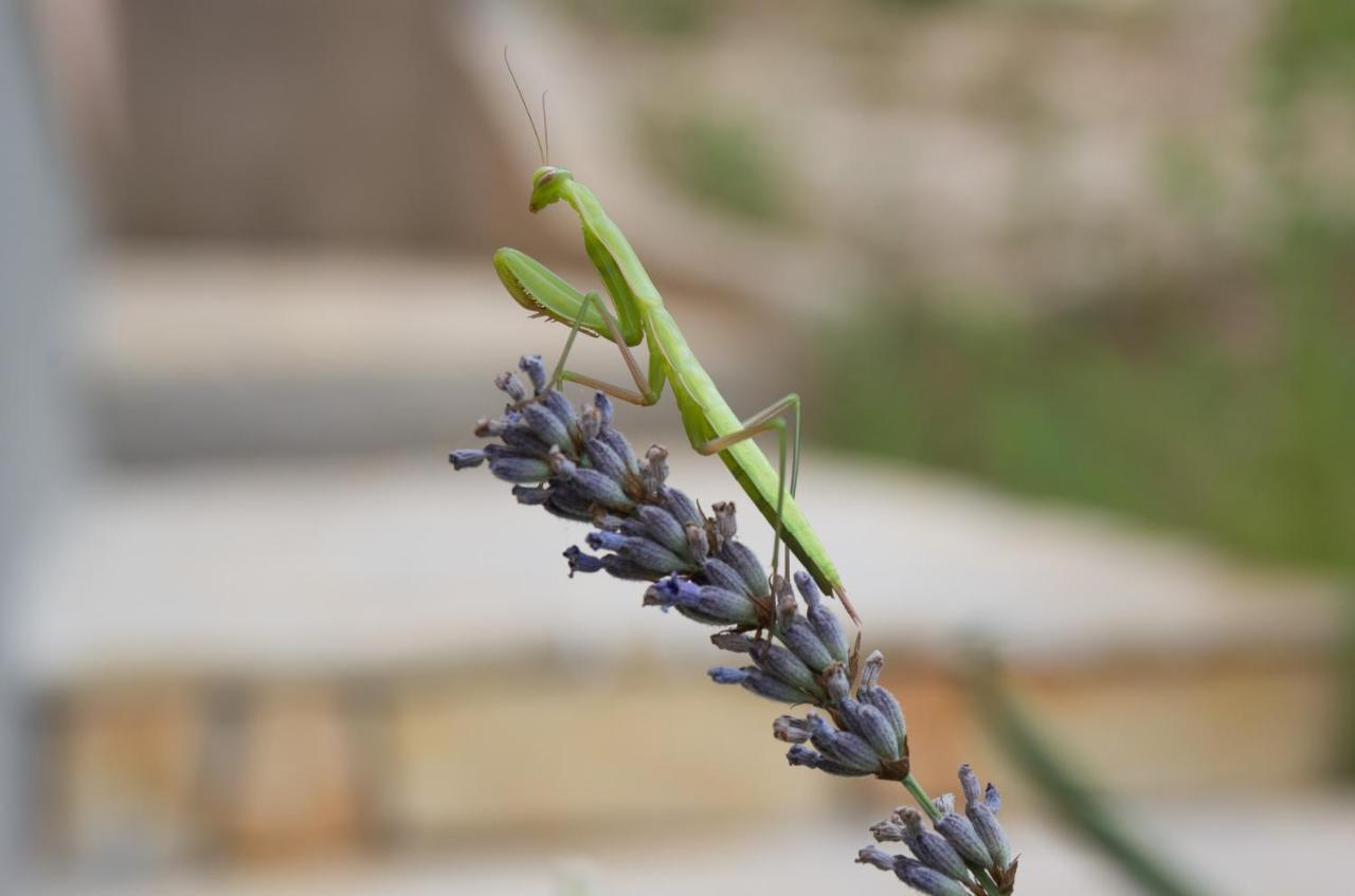 Milica Garden * Prvic Sepurine